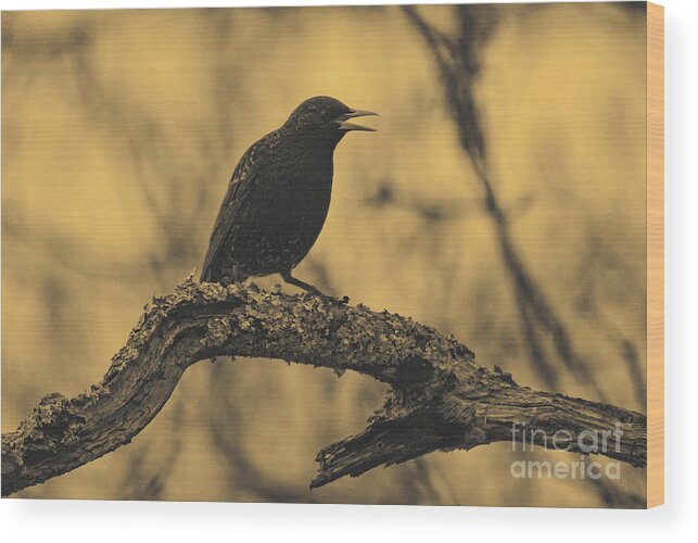 Bird Wood Print featuring the photograph Perched In The Old Oak by Joe Geraci