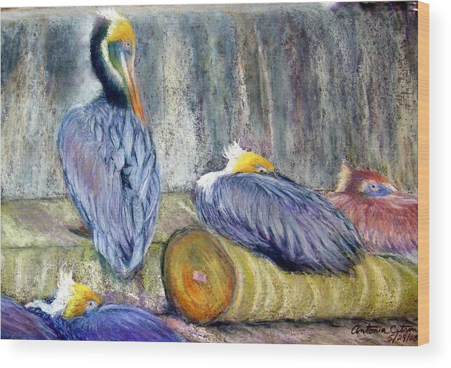 Pelicans Wood Print featuring the pastel Peruvian Pelicans Three Pastel by Antonia Citrino