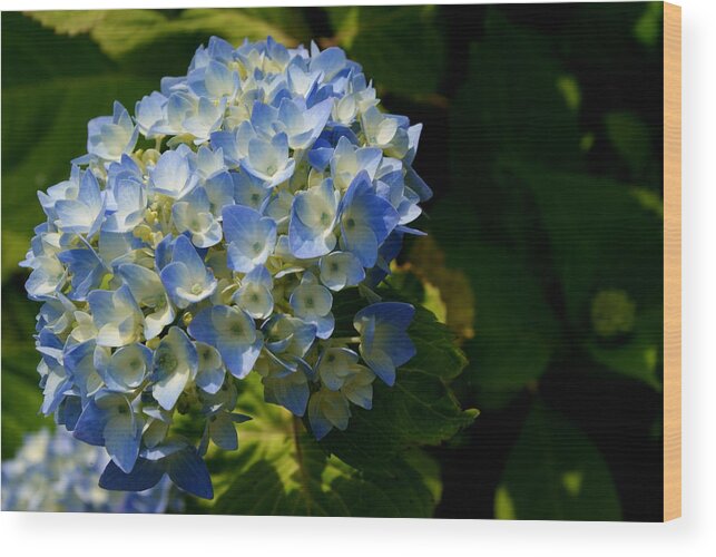 Flower Wood Print featuring the photograph Petal Blue by Lois Lepisto