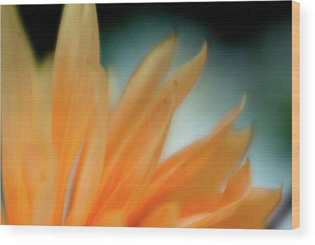 Blooms Wood Print featuring the photograph Petal Disaray by Greg Nyquist