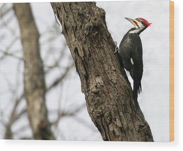 Pileated Woodpecker Wood Print featuring the photograph Pileated Pose by Art Cole