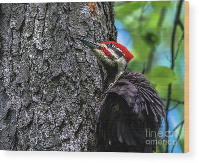 Cheryl Baxter Photography Wood Print featuring the photograph Pileated Woodpecker Looking Up by Cheryl Baxter
