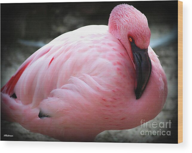 Pink Wood Print featuring the photograph Pink at the Memphis Zoo by Veronica Batterson