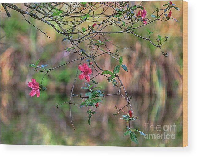 Azalea Wood Print featuring the photograph Pink Azalea Dream by Deborah Benoit