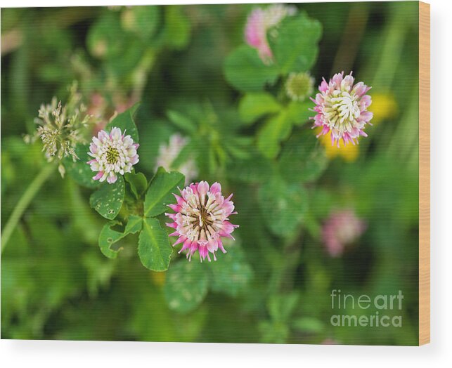 Clover Wood Print featuring the photograph Pink clover flowers by Les Palenik