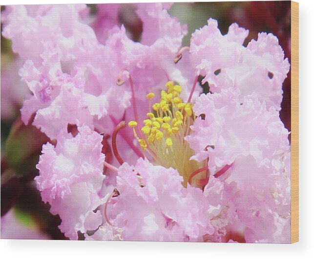 Flower Wood Print featuring the photograph Pink Crapemyrtle by Toni Hopper