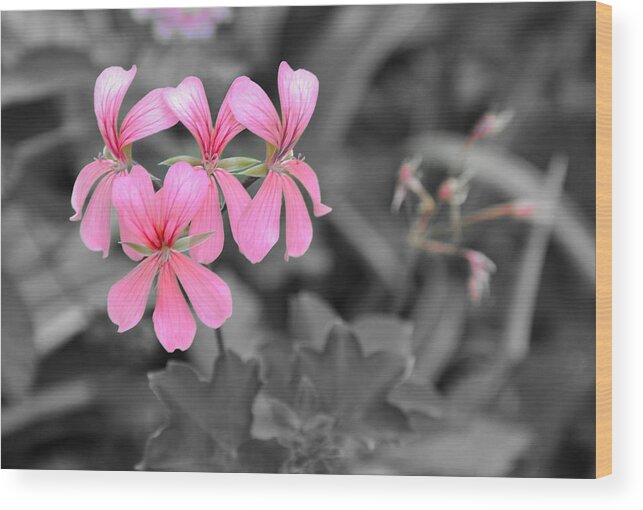 Flowers Wood Print featuring the photograph Pink Flowers on a Monochrome Background by Frank Mari