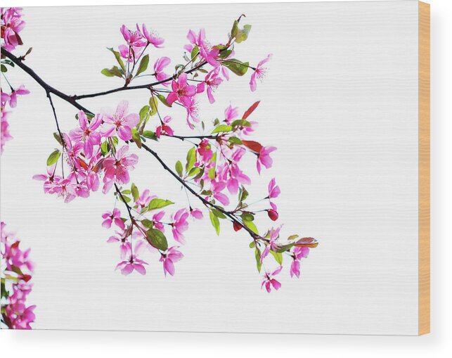 Pink Wood Print featuring the photograph Pink spring by Marilyn Hunt