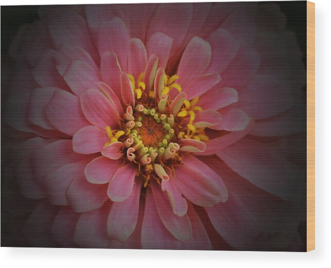 Zinnia Wood Print featuring the photograph Pink Zinnia 2 by Richard Andrews