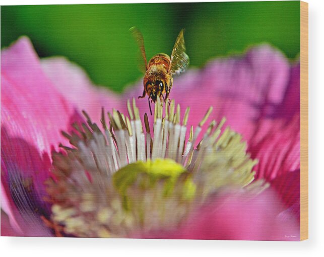Macro Wood Print featuring the photograph Poppy And A Bee 006 by George Bostian