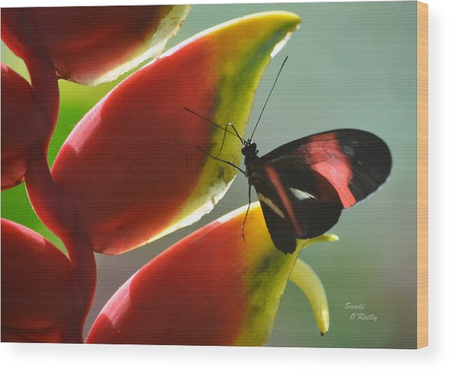 Postman Wood Print featuring the photograph Postman Butterfly's Search by Sandi OReilly