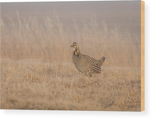 Wisconsins Prairie Chicken Wood Print featuring the photograph Prairie Chicken 5-2015 by Thomas Young