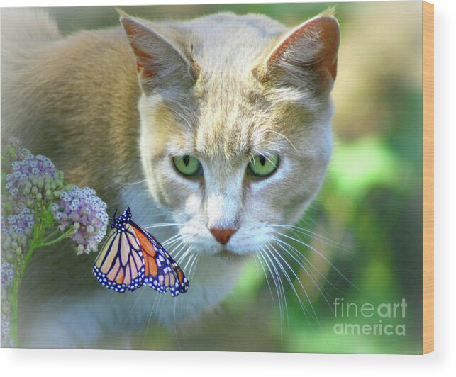 Cat Wood Print featuring the photograph Pretty Cat and Monarch Butterfly by Stephanie Laird