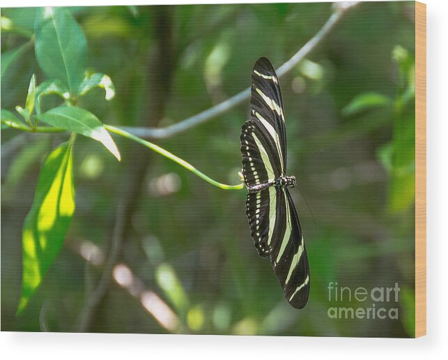 Cheryl Baxter Photography Wood Print featuring the photograph Pretty Zebra Butterfly by Cheryl Baxter