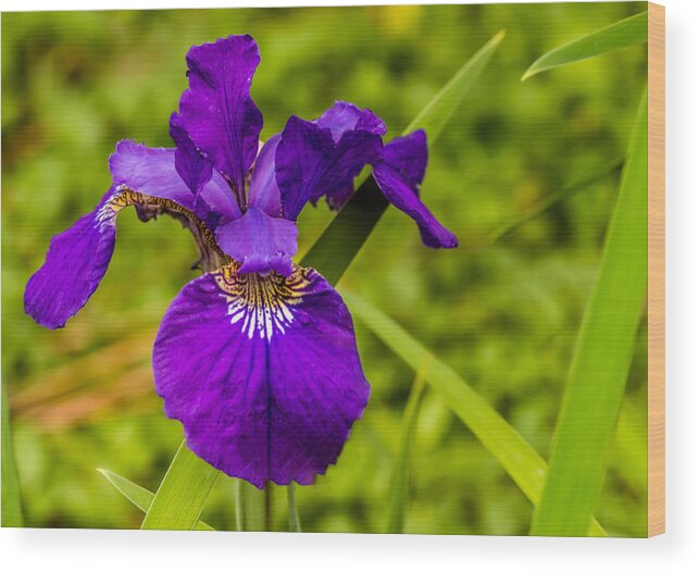 Purple Wood Print featuring the photograph Purple Beauty by Ed Clark