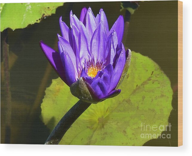 Lily Wood Print featuring the photograph Purple Biltmore Lily by Lisa Kleiner