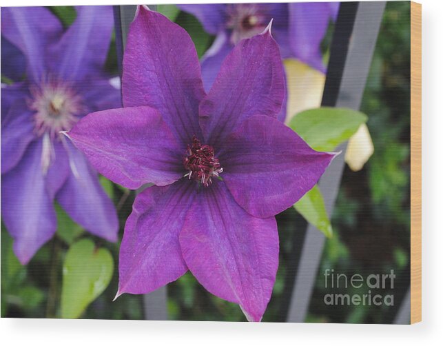 Flower Wood Print featuring the photograph Purple Floral by Jost Houk