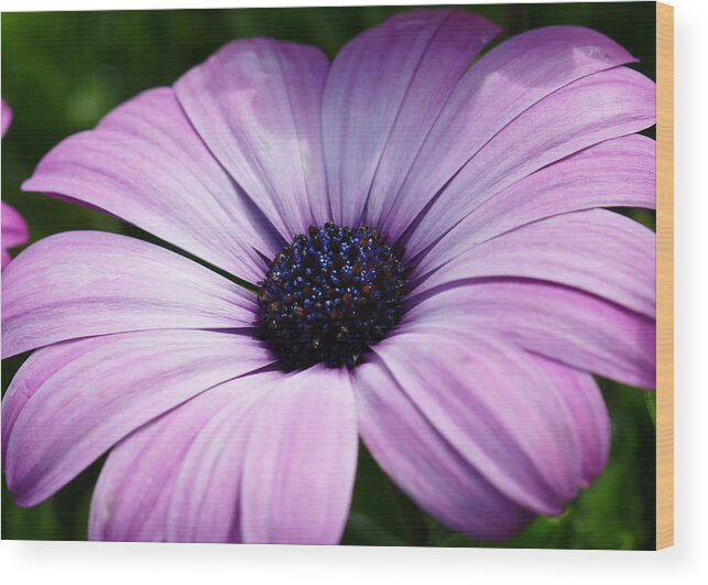 Flower Wood Print featuring the photograph Purple Flower Macro by Edward Myers