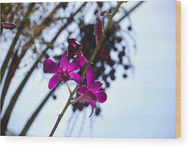 Macro Wood Print featuring the photograph Purple Flowers In The Sky by Rob Hans