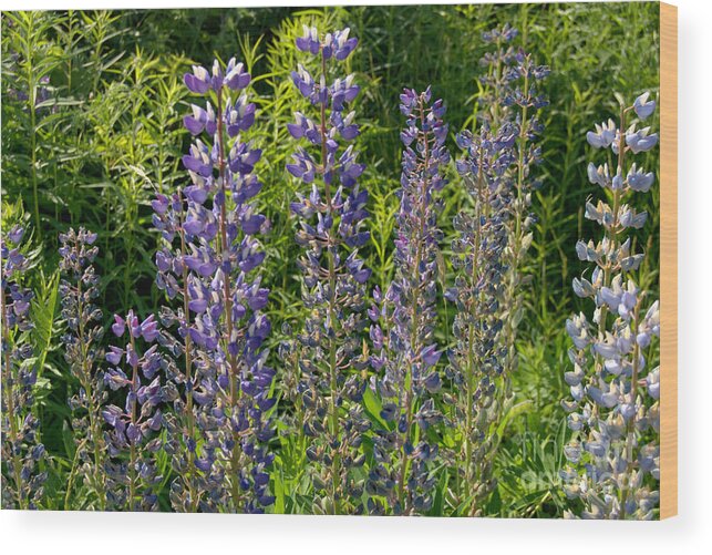 Purple Lupine Wood Print featuring the photograph Purple Lupine by Eunice Miller
