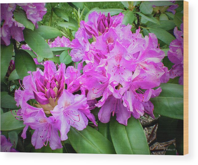 2d Wood Print featuring the photograph Purple Rhododendron by Brian Wallace