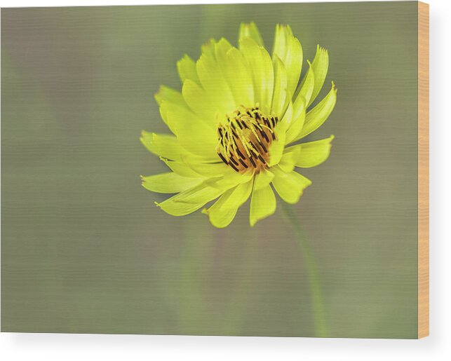 Asteraceae Wood Print featuring the photograph Putting my best face forward. by Usha Peddamatham