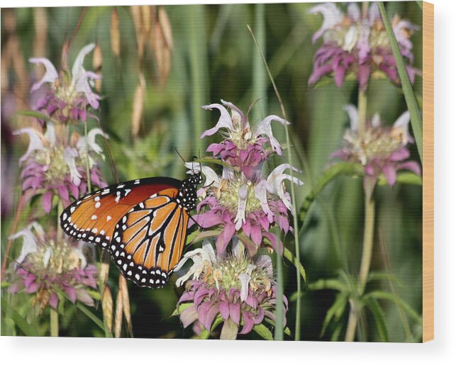 Nature Wood Print featuring the photograph Queen Butterfly and Purple Wildflowers by Sheila Brown