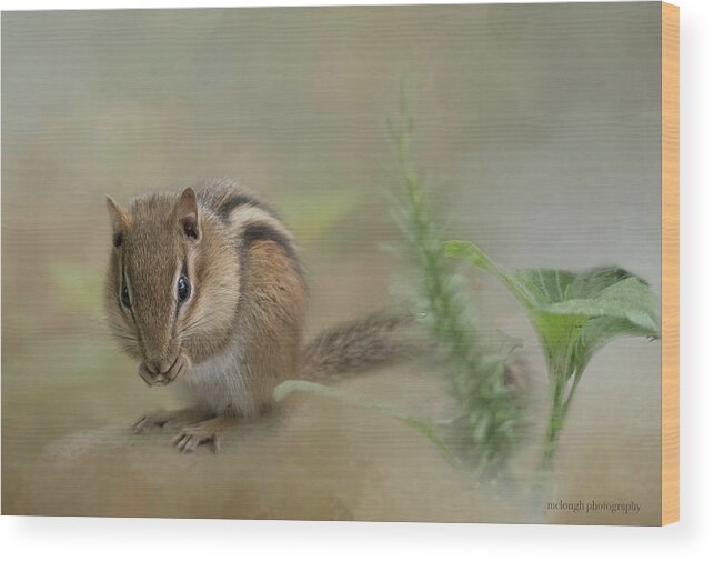  Nature's Critters Wood Print featuring the photograph Quiet Lunch by Mary Clough