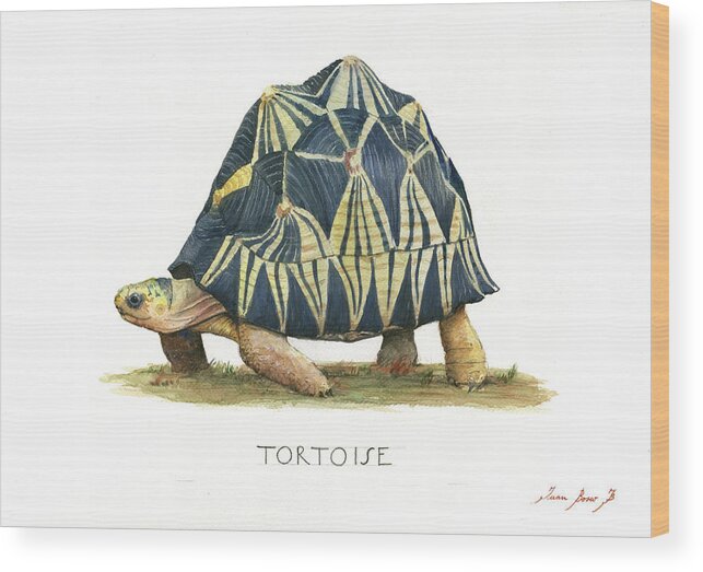 Radiated Tortoise Wood Print featuring the painting Radiated Tortoise by Juan Bosco