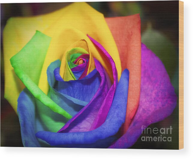 Rainbow Wood Print featuring the painting Rainbow Rose in Paint by Janice Pariza