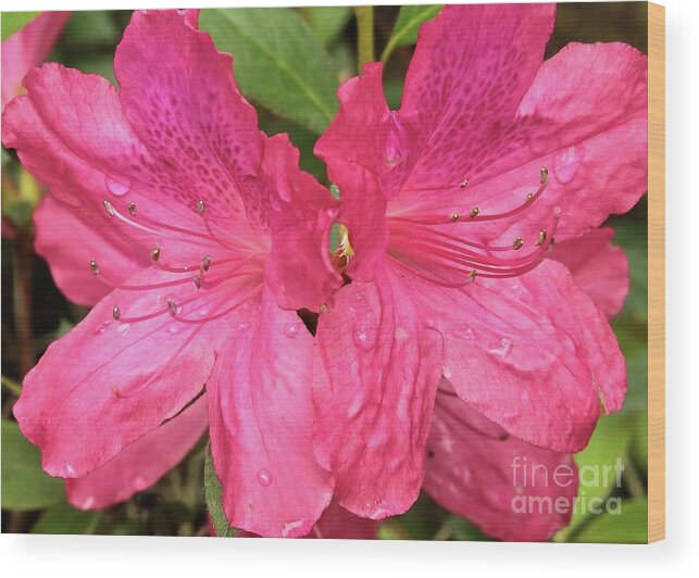Azalea Wood Print featuring the photograph Raindrops on Pink Azaleas by Carol Groenen
