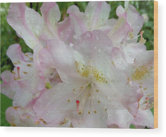 Pink Rhododendron Wood Print featuring the photograph Raindrops on Rhododendron by Kristin Aquariann