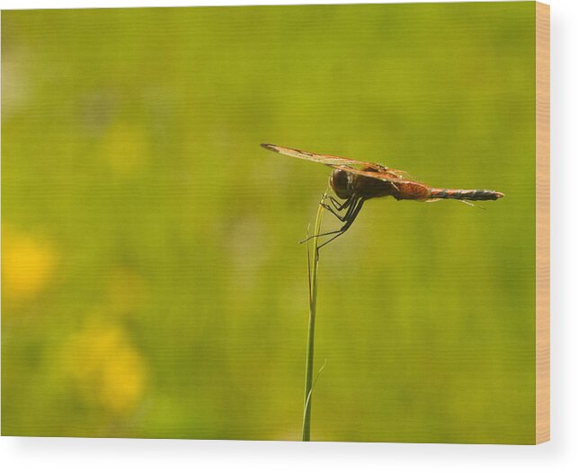 Dragonfly Wood Print featuring the photograph Ready for flight by Douglas Barnett