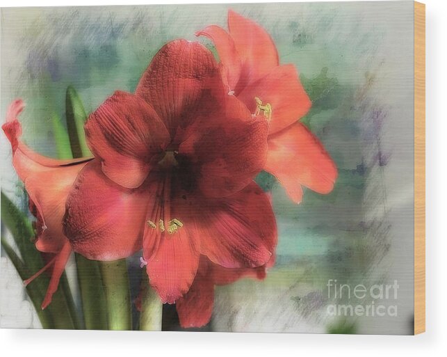 Marcia Lee Jones Wood Print featuring the photograph Red Amaryllis by Marcia Lee Jones