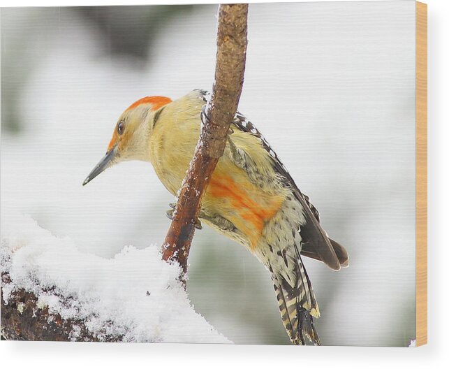 Red-bellied Woodpecker Wood Print featuring the photograph Red-bellied Woodpecker With Snow by Daniel Reed
