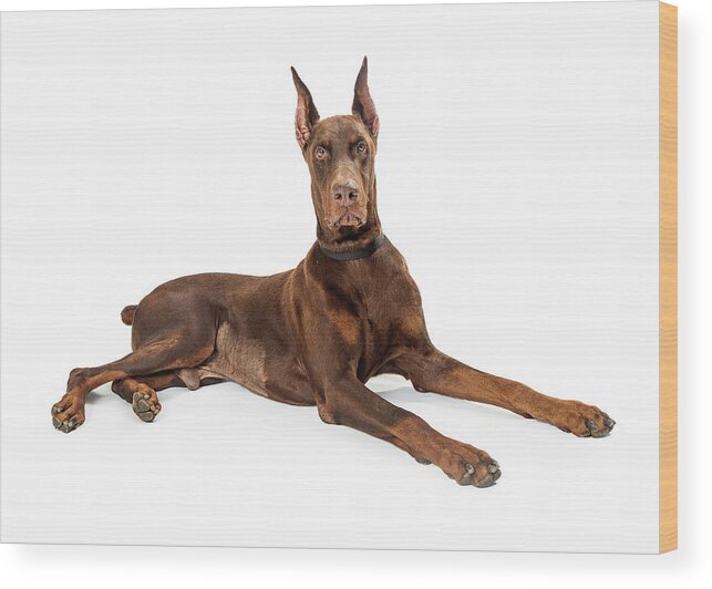 Animal Wood Print featuring the photograph Red Doberman Pinscher Dog Lying Profile by Good Focused
