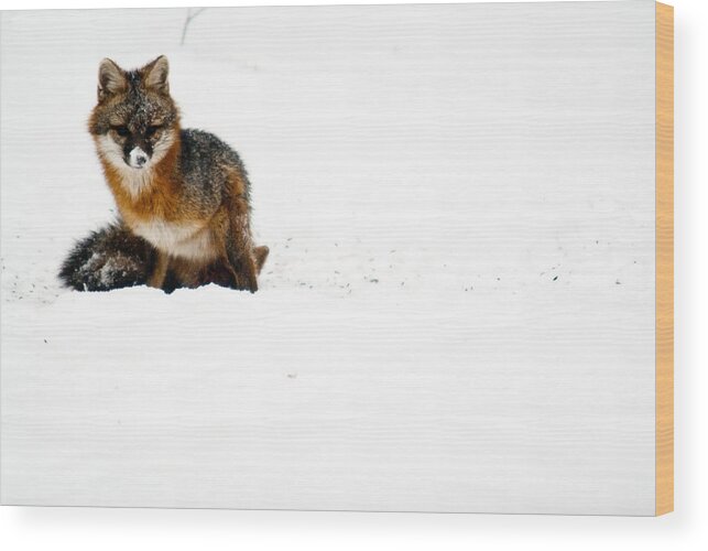 Fox Wood Print featuring the photograph Red Fox in the Snow by Douglas Barnett