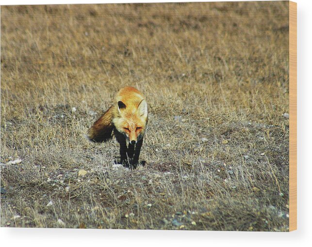 Red Fox Wood Print featuring the photograph Red Fox on the Tundra by Anthony Jones