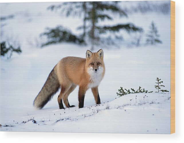 Mp Wood Print featuring the photograph Red Fox Vulpes Vulpes Portrait by Konrad Wothe