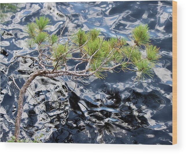  Pinus Resinosa Wood Print featuring the photograph Red Pine by David Pickett