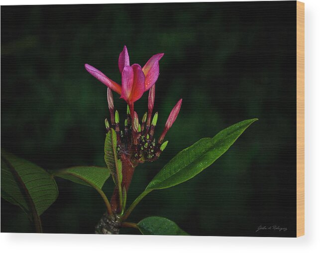 Red Flower Wood Print featuring the photograph Red Plumeria by John A Rodriguez
