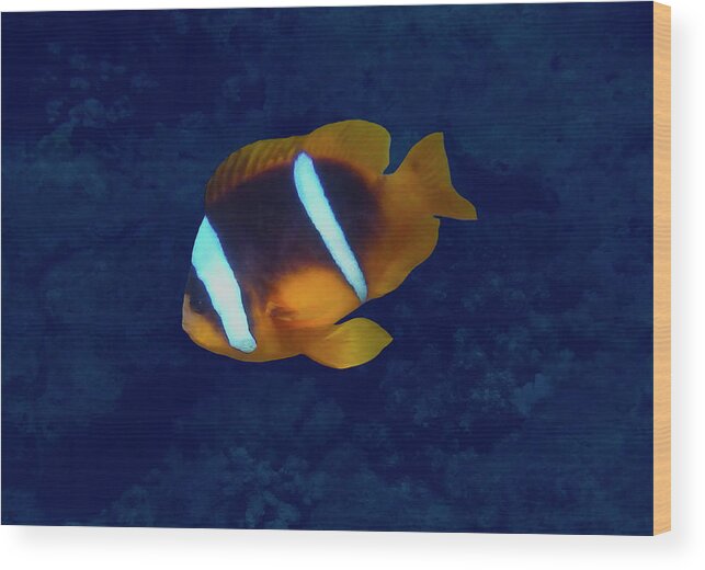 Sea Wood Print featuring the photograph Red Sea Anemonefish On Blue by Johanna Hurmerinta