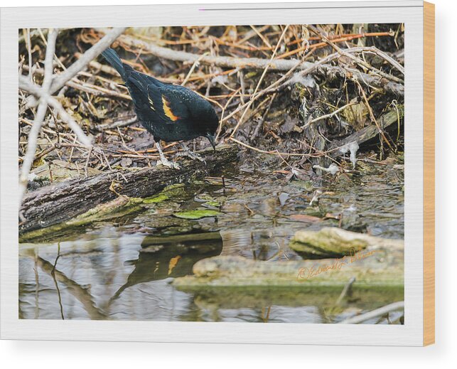 Heron Haven Wood Print featuring the photograph Red-winged Black Bird At The Water's Edge by Ed Peterson