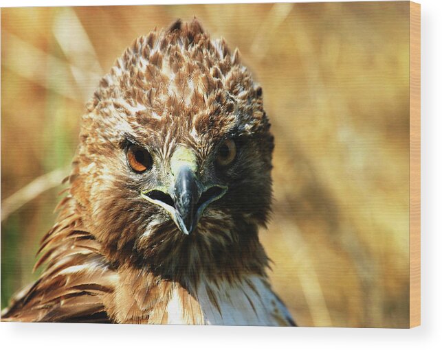 Redtail Hawk Wood Print featuring the photograph Redtail Hawk by Anthony Jones