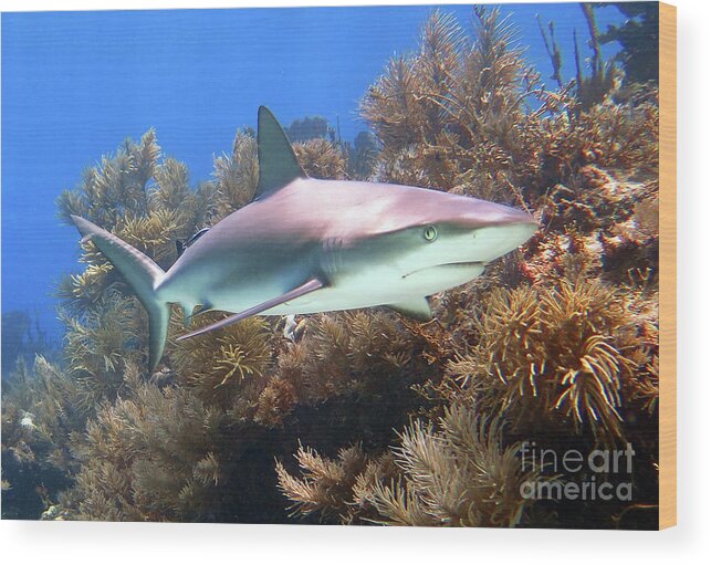 Underwater Wood Print featuring the photograph Reef Shark by Daryl Duda