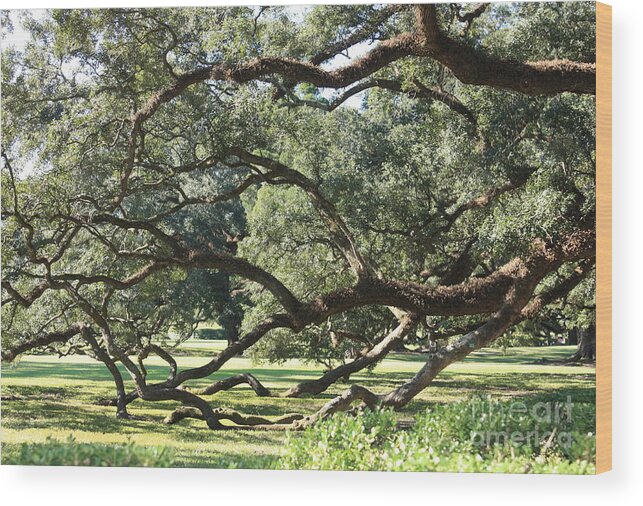 Tree Wood Print featuring the photograph Resting Live Oaks by Carol Groenen