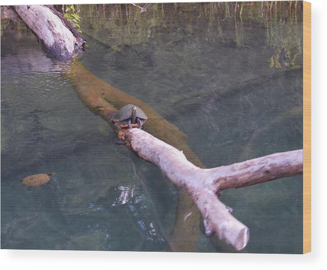 Resting On The Rainbow River Wood Print featuring the photograph Resting on the Rainbow River by Warren Thompson