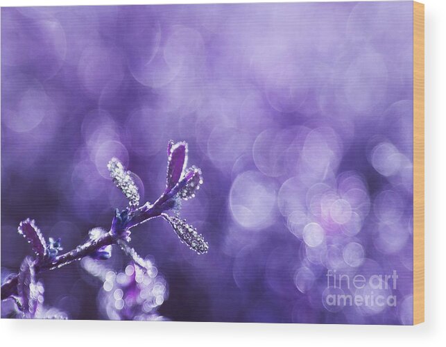 Purple Wood Print featuring the photograph Revival - Renaitre a la Vie by Aimelle Ml