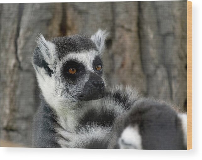 Ring Tailed Lemur Wood Print featuring the photograph Ring-Tailed Lemur by Sam Rino
