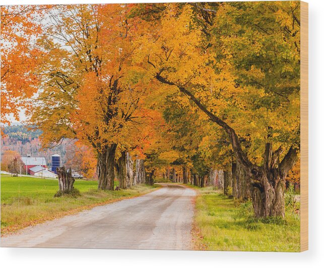 Trees Wood Print featuring the photograph Road to the Farm by Tim Kirchoff